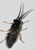 Cladius pectinicornis